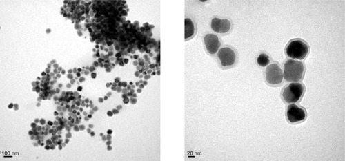 Figure 2 TEM images of BMs with different magnifications.Abbreviations: BMs, bacterial magnetosomes; TEM, transmission electron micrograph.
