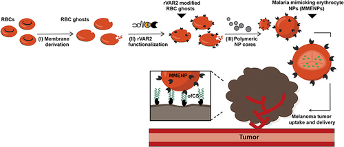 Figure 4 Schematic diagram of modified RBCM-NPs for targeted drug delivery.