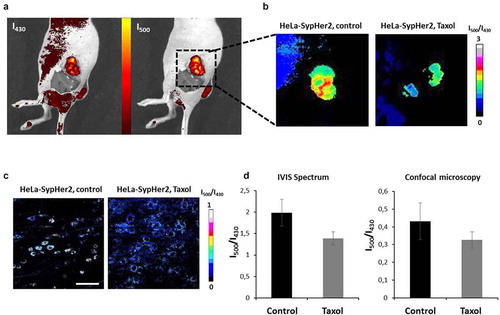 Figure 6. In vivo pHi mapping in HeLa-SypHer2 tumors after treatment with Taxol. (a) Fluorescence images obtained with excitation at 430 nm and 500 nm (detection at 540 nm). (b) Representative images of SypHer2 ratio (I500/I430) in the control and treated tumors. (c) Representative microscopic images of SypHer2 ratio (I500/I430) from the control and treated tumors in vivo. Bar is 50 μm. (d) Quantitative analysis of the SypHer2 ratio in the tumors. Mean ± SEM, n = 3 tumors