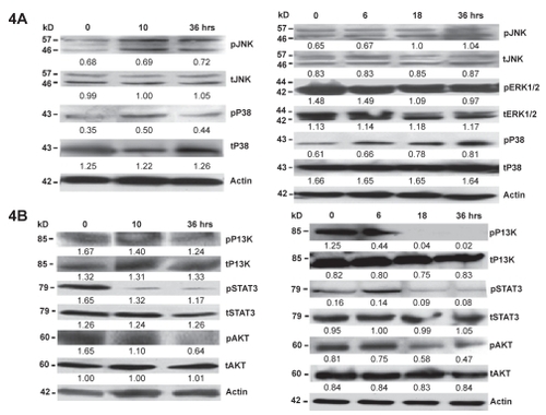 Figure 4 Effect of NB7M on signaling proteins. PanelA: expression of apoptotic markers in NB cells after NB7M treatment. SMS-KCNR and SH-SY5Y cells were treated with 1.5 μM of NB7M. Actin was used as an internal standard of protein loading. Numerical ratios of band intensities relative to actin are presented. All experiments were performed in duplicate. Panel B: expression of pro-survival markers in NB cells after NB7M treatment: SMS-KCNR and SH-SY5Y NB cells were treated with 1.5 μM of NB7M. Actin was used as an internal standard of protein loading. Numerical ratios of band intensities relative to actin are presented. All experiments were performed in duplicate.