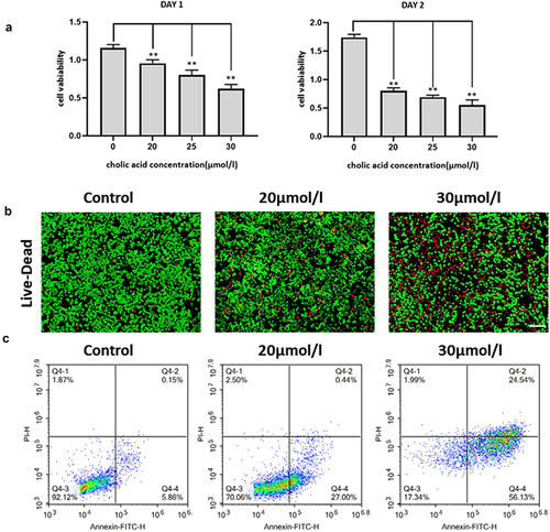 Figure 1. The effect of bile acid on the proliferation ability of PANC cells treated for 24h and 48h compared with the control group, *p<0.05, Figure 1B: The IC50 value calculated by CCK8 value is 33.15umol/l, which is verified by living and dead staining（Scale bar:200μm）,Figure 1C: Results of Annexin-V/Propidium Iodide double staining experiment (FITC: Ex/ Em =488/525, PI: Ex/ Em =488/525).