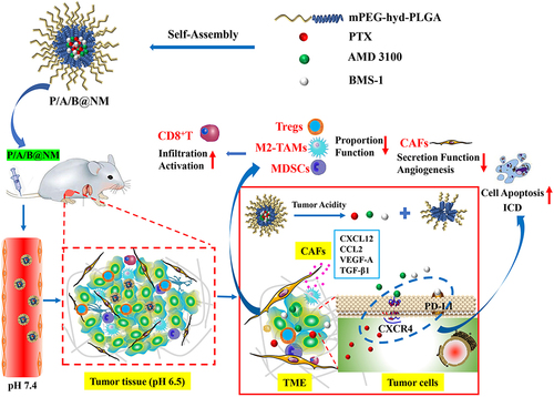 Scheme 1 Schematic illustration of P/A/B@NM structure and strategy for enhancing antitumor immunity.