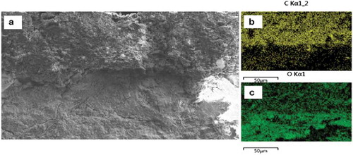 Figure 10. Interface treated with Silane (a) SEM image does not show any crack; (b) carbon mapping image; and (c) oxygen mapping image (Amidi & Wang, Citation2016b).