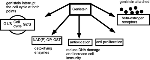 Figure 2 Mechanisms involved in the reduction of carcinogenesis.