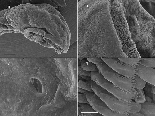 Figure 4. Scanning electron microscope micrographs of a tadpole of Atelopus palmatus (CJ 2063) at Stage 30. Ventrolateral view of body, scale = 0.5 μm; (b) Neuromasts of the snout, scale = 150 μm; (c) Narines, scale = 100 μm; (d) Teeth, scale = 10 μm