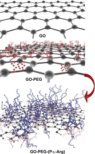 Scheme 1 Schematic diagram of the hybrid nanoplatform fabrication in dual process on GO sheet.Abbreviations: GO, graphene oxide; PEG, polyethylene glycol; P-l-Arg, poly-l-arginine.