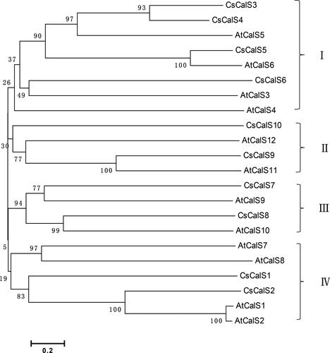 Figure 2. Phylogenetic tree of CsCalS and AtCalS proteins. The unrooted tree was constructed using Poisson-corrected distances in MEGA v6.0. Numbers at nodes are bootstrap support percentages based on 1,000 replicates. Accession numbers of cucumber and Arabidopsis CalS sequences are given in Table 1 and Supplemental Table S2, respectively.