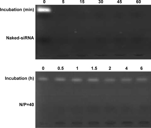 Figure 5 Degradation of GRH/survivin-siRNA heparin and anti-RNase A.