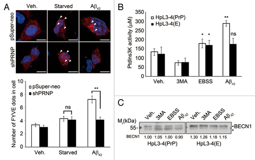 Figure 2. Aβ42 enhances PIK3C3 complex activity via PRNP. (A) SH-SY5Y cells were transfected with FYVE-RFP and either pSuper-neo or PRNP shRNA for 48 h and then left untreated (Veh.) or incubated with either serum-free medium for 12 h (Starved) or 0.5 μM Aβ42 for 12 h. The cells were observed under a confocal microscope (upper) and the number of FYVE-RFP puncta per cell was quantified. The bars represent mean values ± S.D. (n = 30 cells) (lower). The arrowheads indicate FYVE-RFP puncta. Scale bars: 10 μm. (B and C) HpL3-4(PrP) and HpL3-4(E) cells were left untreated (Veh.) or incubated with 5 mM 3MA for 3 h, EBSS for 3 h, or 0.5 μM Aβ42 for 12 h. Cell lysates were subjected to an immunoprecipitation assay using anti-BECN1 antibody. The immunoprecipitates bound to protein G-beads were used for the PtdIns3K assay (B) and the immunoprecipitated BECN1 was detected with western blotting using anti-BECN1 antibody (C). The signal of BECN1 on the blot was quantified by densitometric analysis and used to normalize the PtdIns3K activity. The asterisk indicates nonspecific signal and bars represent mean values ± S.E. (n = 3).