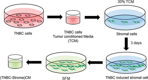 Figure 1. Schematic diagram of experimental procedure to collect the conditioned media from stromal cells in crosstalk with TNBC cells. Stromal cells were cultured with TCM for 3 d and the conditioned media from the stromal cells were saved to perform the cytokine array.