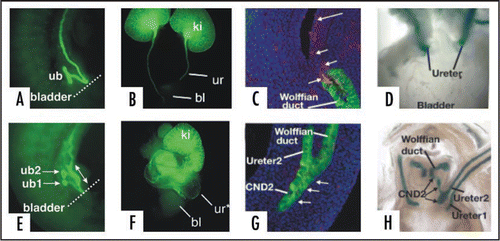 Figure 10 CND apoptosis depends on proximity to the bladder. (A and B) Control Hoxb7-Gfp urogenital tracts from E11 (A) and E18 (B) embryos. (C) Activated-Caspase-3 stained section of an E14 Hoxb7-Gfp embryo. (D) Ureter insertion in a P0 Hoxb7-Cre;R26RlacZ urogenital tract. (E and F) urogenital tracts from a Hoxb7-Gfp embryo exposed to retinoic acid; (E) E11, (F) E18. (G) Activated caspase-3 staining of the upper ureteric bud (ureteric bud 2) showing lack of apoptosis in the associated CND (CND2). (H) Ureter insertion in an E18 Hoxb7-Cre;R26RlacZ mouse with double ureters. Note the absence of CND1 and the persistence of the CND2.