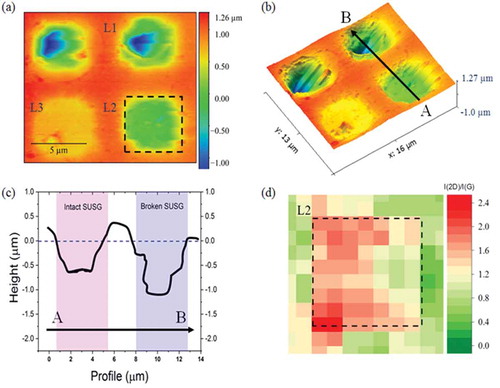 Figure 7. The morphology of sample #4 studied using AFM, SEM and Raman spectroscopy. (a) Selected locations: L1, broken SusG; L2, intact SusG and; L3, intact SusG with thicker residual PR. (b) 3D AFM micrograph. (c) Depth profiles: if we take the horizontal dashed line as the reference height for supported graphene, the depth of suspended graphene L2, is 600 nm compared to 2 μm for the broken SusG cavity, L1. (d) The intensity ratio I(2D)/I(G) confirms that the residual PR contamination on the surface of the SusG at L2 is suitably low compared to L3.