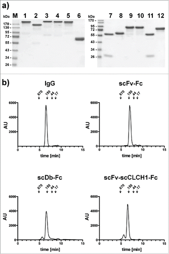 Figure 3. a) SDS-PAGE analysis of IgG and Fc fusion proteins (lanes 1 and 7, IgG1 produced in CHO cells; lanes 2 and 8, scFv-Fc; lanes 3 and 9, scDb-Fc; lanes 4 and 10, scFv-scCLCH1-Fc; lanes 5 and 11, IgG1 produced in HEK293 cells; lanes 6 and 12, scDb-CH2) analyzed under non-reducing (1–6) or reducing (7–12) conditions. Proteins were stained with Coomassie blue. b) Size-exclusion chromatography of IgG and Fc fusion proteins as indicated.