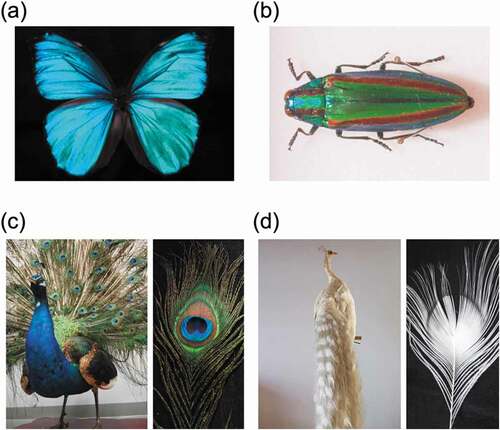 Figure 2. Photographs of (a) a Morpho butterfly, (b) a jewel beetle, (c) a peacock, and (d) an albino peacock. The stuffed peacocks shown in (c) and (d) are the property of the National Museum of Nature and Science