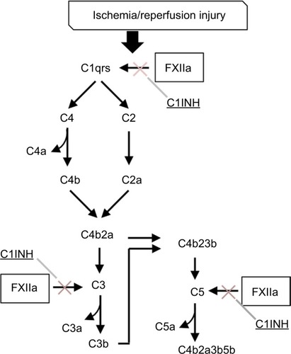 Figure 3 Complement–contact activation system interactions. Coagulation factor XII-induced increases in vascular permeability and proinflammatory activity are mediated by complement activation and are regulated in part by C1 inhibitor (C1INH).Citation181 Attenuation of inflammation by C1INH has been described in several animal models of ischemia-reperfusion injury.Citation182