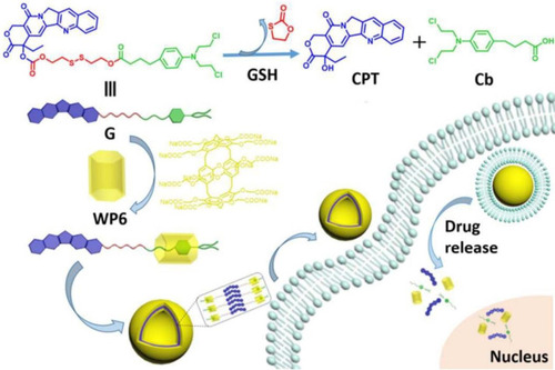 Figure 17 Schematic design of the drug–drug conjugate SVs for co-delivery of different anticancer drugs. Reprinted with permission from Shao W, Liu X, Sun GP, Hu XY, Zhu JJ, Wang LY. Construction of drug-drug conjugate supramolecular nanocarriers based on water-soluble pillar[6]arene for combination chemotherapy. Chem Commun. 2018;54:9462–9465.Citation43; Copyright 2018, Royal Society of Chemistry.