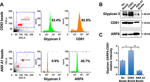 Figure 3 Show immune-magnetic affinity isolation detect GPC3 in HCC cell culture-derived exosomes, not in the microvesicles. (A) Detection of exosomes and microvesicles in the extracellular vesicles isolated from HCC cell culture. First, EVs were isolated from HCC cell culture using by total exosome isolation reagent. Second, exosomes and microvesicles were selected from total EVs using CD63 or Annexin A1 antibodies conjugated magnetic beads. Immuno-affinity capture exosomes or microvesicles were stained with Alexa Fluor 488 labeled GPC3. Approximately 53.4% of CD63 conjugated magnetic beads show positive for GPC3 as compared to 0.9% of Annexin A1 conjugated beads. About 92.8% of CD63 beads show positive for CD81, as compared to 45.7% of Annexin A1 beads. (B) Western blot analysis shows the distribution of GPC3 in the total non-selected and selected EVs. (C) The bar graph represents the relative intensity of GPC3 proteins according to particle-specific protein bands in Western blot. The results are expressed as the mean intensity ± standard deviation and analyzed by Mann Whitney U-test. *P < 0.05, **P < 0.01.