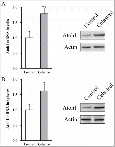 FIGURE 3. Celastrol upregulates Atoh1 expressions in inner ear stem cells and formed spheres. (A) Atoh1 mRNA and protein expressions in the mouse inner ear stem cells were measured by RT-PCR and Western blot analyses, respectively, in the presence or absence of 2 μM Celastrol. (B) Atoh1 mRNA and protein expressions in the spheres, formed by the inner stem cell culture after 7 days, were measured by RT-PCR and Western blot analyses, respectively, in the presence or absence of 2 μM Celastrol. Values were shown as mean + SD. *p < 0.05, **p < 0.01, compared to 0 μM Celastrol control.