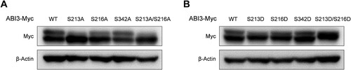 Figure 2. Main phosphorylation sites on ABI3 are S213 and S216. HEK-293 T cells were transfected with either phospho-dead mutants (A) or phospho-mimetic mutants of ABI3 (B), along with wild-type ABI3. The levels of the phosphorylated and non-phosphorylated forms of wild-type or mutant ABI3 were determined by western blot analysis using an anti-Myc-HRP antibody. Beta-actin was used as the loading control.