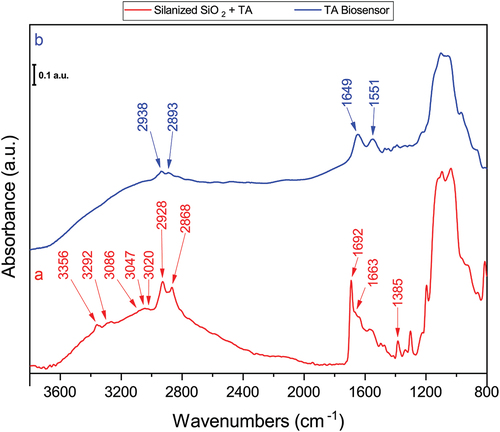 Figure 3. Normalized FT-IR spectra of the silanized substrate after TA reaction, (a); and DAO biosensor assembled with TA, (b).