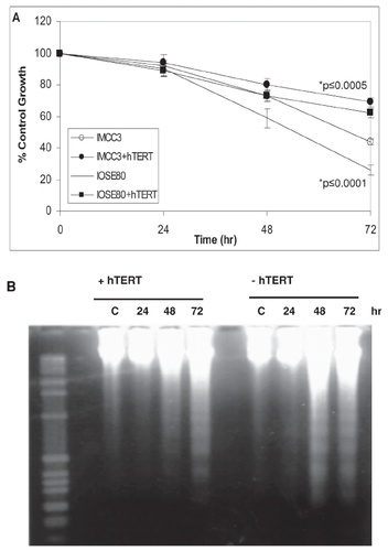 Figure 2 Telomerase enhances cell survival.IMCC3 and IOSE80 cells were transfected ± hTERT cDNA, treated with 25 μM CP for 2 hr and then assayed for cell growth by MTS (A) or apoptosis by DNA laddering (B). Cell growth is expressed as the absorbance at 490 nm ± SE.