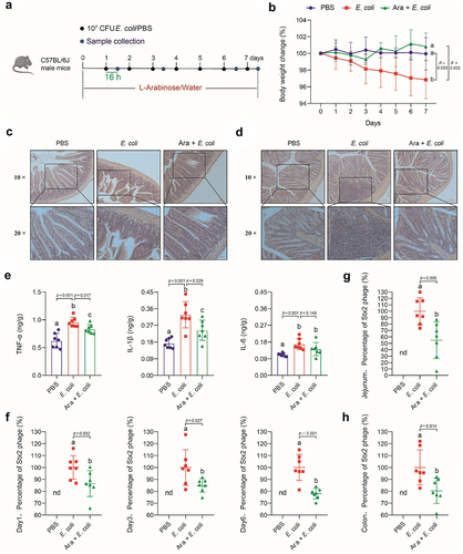 Figure 3. L-Arabinose reduces Stx2 phage production in mice infected with E. coli O157:H7 and promotes intestinal health Experimental timeline examining the effect of dietary L-arabinose (Ara) on Stx2 phage production in mice infected with E. coli O157:H7 (a). See “Materials and methods” for more details. Body weight change (b). Representative hematoxylin and eosin (H&E) staining images of jejunum (c) and colon (d). Expression levels of proinflammatory cytokines (TNF-α, IL − 1β, and IL − 6) in colon tissue (e). Percentage of Stx2 phage production in fecal (f), jejunum (g), and colon (h) samples of mice that were received L-arabinose as compared to E. coli O157:H7 challenge group (defined as 100%). Data in Figures 3b and 3e−3h are shown as mean ± standard deviation and analyzed based on seven biological replicates. nd: Not detected.