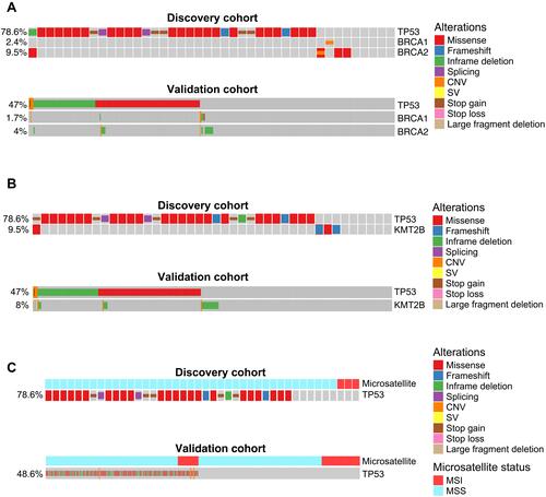 Figure 2 Cross-validated TP53 co-occurring or mutually exclusive genetic alterations in gastric cancer. (A–C) Co-mutation plot of TP53 mutations with BRCA1/BRCA2 mutations (A), KMT2B mutations (B), or microsatellite stability status (C) in the discovery patient cohort (upper panel) or the validation patient cohort (lower panel). For the validation patient cohort, only the samples with known BRCA1/BRCA2/KMT2B mutation status or microsatellite stability status were included in the analysis.