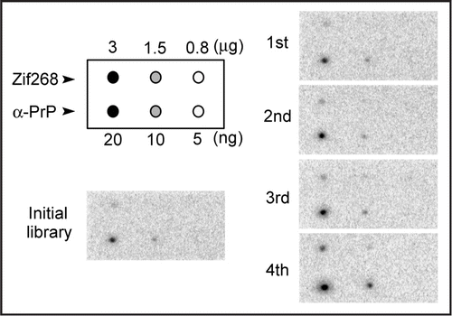 Figure 2 Binding assay of DNA pools to target proteins by aptamer blotting. At the top left, the immobilized proteins on the membrane are shown. α-PrP and Zif268 were spotted onto the membrane at 0.9 pmol and 79 pmol, respectively. The other figure shows a chemiluminescent image of the aptamer blotting. DNA at a concentration of 1 µM was incubated with the membrane. The black spots indicate chemiluminescence, which reflects the amount of target-bound DNA. The number of rounds is shown on the left side of the image.
