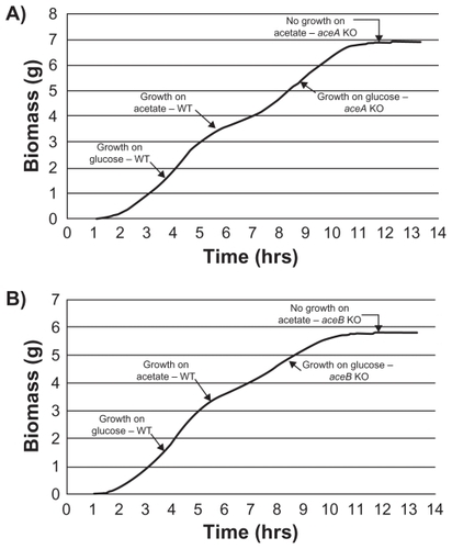 Figure 3 Essentiality of the glyoxylate shunt during growth on acetate as carbon source. Growth profile of E. coli after aceA A) and aceB B) gene knockout (KO): Initially, wild type (WT) E. coli cell growth was modeled on glucose followed by acetate. In the second phase, growth of gene knockout mutant of E. coli was modeled under similar conditions. Growth profile under each condition was modeled for 12,000 seconds. Although both aceA and aceB knockout mutants showed a similar growth rate on glucose as that of wild type, they did not grow on acetate.