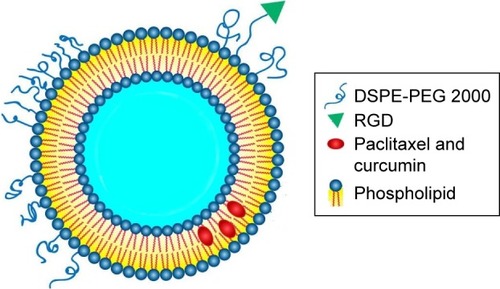 Figure 1 The microstructural schematic diagram of RGD-PTX-CUR LPs.Abbreviations: DSPE-PEG, distearoyl-l-a-phosphatidylethanolamine; PTX, paclitaxel; CUR, curcumin; LPs, liposomes; RGD, arginine, glycine, aspartic acid peptide.