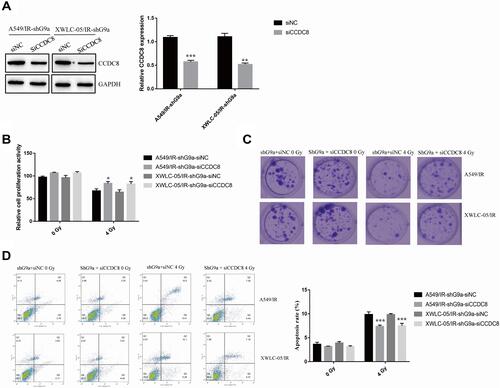 Figure 4 G9a and H3K9me3 modulates lung cancer cells resistance to radiotherapy via modulating CCDC8. (A) Expression of CCDC8 in A549/IR cell and XWLC-05/IR cell transfected with shG9a was measured by Western blot assay. Protein quantitative analysis was achieved by Image J. **p < 0.01, ***p < 0.001. (B) The proliferation activity of siCCDC8 or siNC transfected shG9a-A549/IR cell and shG9a-XWLC-05/IR cell was determined by MTT assay. *p < 0.05. (C) Clone formation of siCCDC8 or siNC transfected shG9a-A549/IR cell and shG9a-XWLC-05/IR cell cell after administrated to 0Gy and 4Gy. (D) Apoptosis rate of siCCDC8 or siNC transfected shG9a-A549/IR cell and shG9a-XWLC-05/IR cell was measured by flow cytometry. ***p < 0.001. Dates were presented as mean ± SD, the P value was determined by two-tailed t-test and one-way ANOVA.