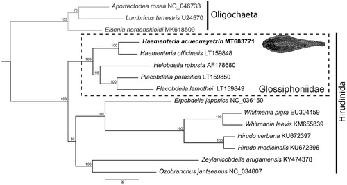 Figure 1. Phylogenetic hypothesis inferred by maximum-likelihood using 13 protein-coding genes and two ribosomal genes sourced from all available leech mitogenomes on GenBank. Haementeria acuecueyetzin places as the sister taxon to H. officinalis within a larger clade formed by members of Glossiphoniidae (dotted box). The ingroup (Hirudinida) is represented by black branches and Oligochaeta (outgroup) in gray branches.