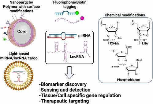 Figure 2. Bioengineering of ncRNAs for biomedical applications. Both miRNAs and lncRNAs can be used for several therapeutic and diagnostic applications based on the bioengineering approaches used that include encapsulation of ncRNAs in functionalized nanoparticles, lipid/polymer based nanocarriers, terminal modifications including biotin or fluorophore tagging or chemical modifications by adding functional groups (i.e., 2ʹO-Methyl, P = S bonds) or by bridging the 2ʹoxygen with 4ʹcarbon as represented in the figure