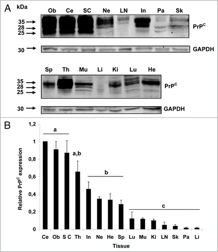Figure 1 Representative western blot for the expression of PrPC in bovine tissues. (A) PrPC displayed three distinct migration bands corresponding to molecular weights of 35, 28 and 25 kDa. PrPC was detected in all tissues analyzed with greatest expression in CNS tissues (cerebellum, obex, spinal cord). GAPDH was used as control protein (30 kDa) and was present in all samples. (B) Cerebellum, obex and spinal cord showed the highest (p < 0.05) levels of immunoreactivity for PrPC. Thymus expressed highest levels of PrPC among non-neural tissues. Different superscripts letters indicate significant differences (p < 0.05). Ce, cerebellum; Ob, obex; SC, spinal cord; Th, thymus; In, intestine; Ne, nerve; He, heart; Sp, spleen; Lu, lung; Mu, muscle; Ki, kidney; LN, lymph node; Sk, skin; Pa, pancreas; Li, liver.