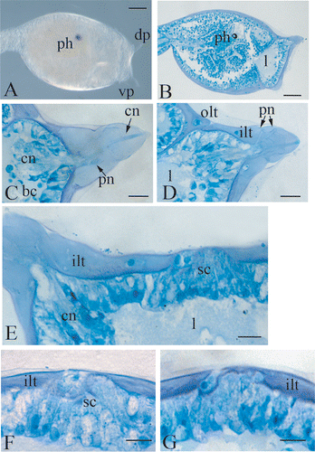 Figure 1 A, trunk region of a Botrylloides leachi larva, showing the disposition of the left dorsal and the ventral papilla. The right dorsal one is not focused. B, longitudinal histological section of the trunk region showing the wide hemocoelic region under the anterior ectoderm. C,D, two sections at different level of a dorsal right papilla. E, histological section of the anterior ectoderm, showing the cluster of secreting cells protruding from the tunic. F,G, histological sections at different level of the cluster of secreting cells. bc, blood cells, cn, central neurons; dp, dorsal papilla; ilt, inner layer of the tunic; l, lacuna; ph, photolith; olt ,outer layer of the tunic; pn, peripheral neurons; sc, secreting cells, vp, ventral papilla. Scale bar: A,B 100 µm; C–G 20 µm.