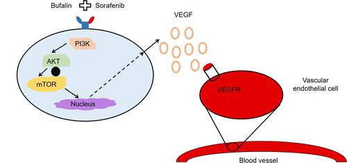 Figure 3 Schematic illustration of the mechanism by which bufalin augments sorafenib-induced inhibition of angiogenesis through the mTOR/VEGF signaling pathway in HCC.