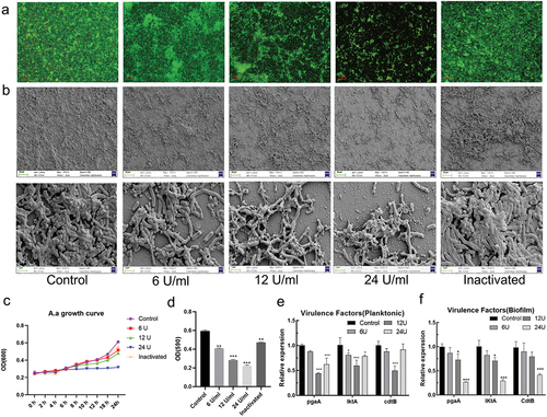 Figure 1. The effect of est816 on A. actinomycetemcomitans biofilm formation and virulence factor release. (a) confocal microscopy visualization of the effect of 6, 12, 24 U ml−1 and inactivated lactonase est816 on A. actinomycetemcomitans biofilm growth (original magnification × 20). (b) SEM images of A. actinomycetemcomitans biofilm pretreated with 6, 12, 24 U ml−1 and inactivated est816 (original magnification × 1000 and × 10,000). (c) The growth curve of planktonic A. actinomycetemcomitans cultured with 6, 12, 24 U ml−1 and inactivated lactonase est816. (d) The quantitative analysis of crystal violet staining measurement. (e-f) real-time PCR analysis of the effect of 6, 12 or 24 U ml−1 est816 on the expression of pgaA, lktA and cdtB of A. actinomycetemcomitans in planktonic form and biofilm condition (est816 groups were compared with the control group, *p < 0.05, **p < 0.01, ***p < 0.001). Data are the average of triplicate measurements, and error bars represent the standard deviation.