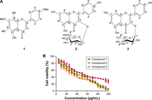 Figure 1 (A) Chemical structures of isolated compounds 5-hydroxy-7,4′-dimethoxy-6,8-di-C-methylflavone (1), kaempferol-3-O-β-d-glucopyranoside (2), and kaempferol-3-O-α-l-rhamnopyranoside (3) and (B) cytotoxicities of compounds 1, 2, and 3 in human gastric cancer cells (AGS).