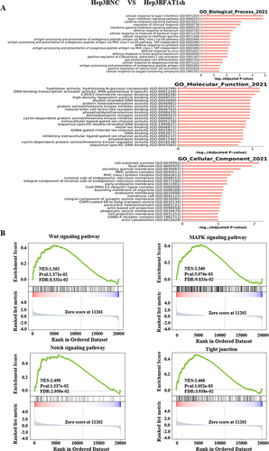 Figure 4 Critical cancer pathway components were altered in FAT1 knockdown cells compared to control cells, as analyzed by RNA sequencing. (A) GSEA of the significantly enriched GO terms indicated that the functional annotation items of crucial genes with differential expression were enriched in focal adhesion, regulation of the immune response process, cell–substrate junction and other aspects. The figure shows the comparison of Hep3BNC and Hep3BFAT1sh. (B) GSEA of the significantly enriched KEGG terms showed that crucial signaling pathways were altered in FAT1 knockdown cells, including the MAPK signaling pathway, the Wnt signaling pathway, the Notch signaling pathway, and the tight junction signaling pathway.