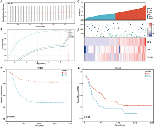 Figure 2 Construction of a MEMTs-Based prognostic model. (A and B) By utilizing the LASSO-Cox regression model, coefficients were calculated which enabled the derivation of MEMTs. (C) Through analysis and visualization of the distribution of risk scores, survival status, and corresponding heatmap of gene expression levels for each patient. (D and E) Kaplan-Meier analysis was employed to determine the prognostic significance of MEMTs with respect to overall survival in two distinct cohorts: the (D) TARGET-AML cohort and the (E) TCGA-AML cohort.