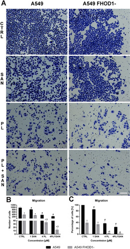 Figure 5 The effect of FHOD1 downregulation on metastasis potential of non-small cell lung cancer A549 cells – migration assay. A549 cells with the naïve expression of FHOD1 (A549) and after transfection with siRNA against FHOD1 (A549 FHOD1-) were treated for 24h with 1 µM SAN (sanguinarine), 4 µM PL (piperlongumine) and their combination (4PL/1SAN). Representative image of transwell migration assay. Bar = 50µm (A). The average number of cells with high migratory potential (B) and an average percentage of cells relative to CTRL (estimated as 100%) (C). Data represents the mean ± SD obtained from 4 independent replicates (n=4). Statistically significant differences between A549 cells and A549 with downregulation of FHOD1 levels are marked with “*”, and compared to control cells for A549 “#” and “$” for A549 FHOD1- (p <0.05; two-way ANOVA).