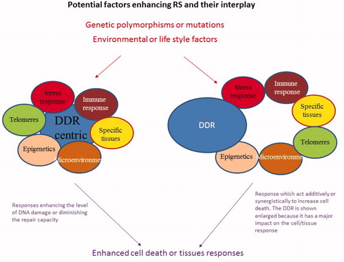 Figure 4. Potential factors or responses that could enhance RS and their interplay. The figure displays the responses that could potentially impact upon RS as discussed in the text. These responses could be regulated genetically or they could be influenced by environmental or life style factors. They could interplay to impact upon the DDR (left hand side of the figure) or could act independently but enhance DNA damage or an adverse tissue reaction (right hand side).