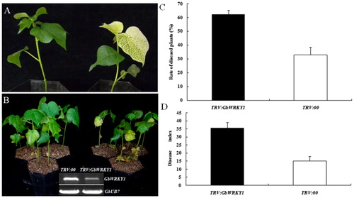 Figure 2. Silencing of GbWRKY1 in cotton by TRV-mediated VIGS. (A) Seedlings of G. barbadense ‘Pima90-53’, hand-infiltrated with Agrobacterium carrying VIGS-vector control – TRV:00 (left) or TRV:GbCLA1 (right). (B) Disease symptoms induced in empty-vector control (TRV:00) or GbWRKY1-silenced (TRV:GbWRKY1) cotton plants after inoculation with V. dahliae strain T5 10 days post-inoculation and RT-PCR analysis of GbWRKY1 after infiltration. (C and D) Ratings for diseased plants and DI values for control (TRV:00) and GbWRKY1-silenced (TRV:GbWRKY1) cotton plants, respectively, after inoculation with conidial suspensions. Error bar represents standard deviation of 3 biological replicates (n ≥ 16).