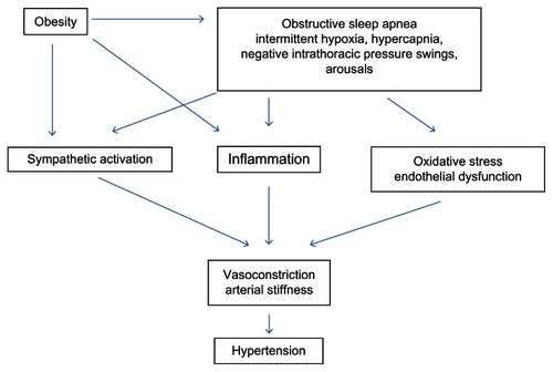 Figure 1 Schematic diagram showing the pathophysiological mechanisms linking obstructive sleep apnea with the development of hypertension.