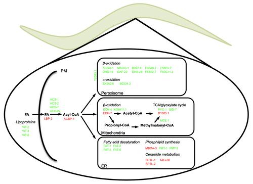 Figure 1. Downregulation of nhr-49 by RNAi affects the abundance of proteins involved in fatty acid metabolism. Stable amino acid labeling and quantitative proteomics was use to identify the differentially expressed proteins in L4 stage nematodes treated with nhr-49 RNAi compared with empty vector controls. Among the regulated proteins, enzymes involved in fatty acid metabolism, especially peroxisomal β-oxidation, are significantly overrepresented. The indicated protein is known or predicted, based on sequence homology to yeast or mouse orthologs, to be involved in the indicated biochemical pathway. Green and red indicate proteins that become less and more abundant, respectively, in response to RNAi mediated knock down of nhr-49.