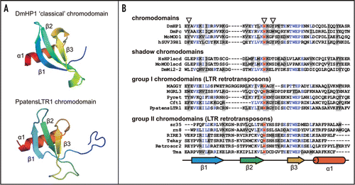 Figure 1 Structures of chromodomains from the HP1 protein (Drosophila melanogaster; pdb:1q3l)Citation4 and PpatensLTR1 (Gypsy LTR retrotransposon from moss Physcomitrella patens) (A); and multiple alignment of ‘classical’ chromodomains and ‘shadow’ chromo-like motifs from functional proteins as well as group I and group II Gypsy LTR retrotransposon chromodomains (B). The PpatensLTR1 chromodomain structure was predicted by (PS)2.Citation5 The residues that constitute the aromatic pocket are indicated by arrows at the top. The secondary structural elements are shown at the bottom: arrows indicate β-strands; cylinder indicates α-helix. The GenBank accession numbers for the sequences are as follows: DmHP1—M57574; DmPc—P26017; MoMOD1 and MoMOD1scdv—P23197; hSUV39H1—S47004; HsHP1scd—AAB26994; DmMi2-2—AF119716; MAGGY—L35053; MGRL3—AF314096; Pyret—AB062507; Cft1—AF051915; PpatensLTR1—XM_001752430; sr35—AC068924; rn8—AK068625; RIRE3—AC119148; Tekay—AF050455; RetroSor2—AF061282; Tma—AF147263.