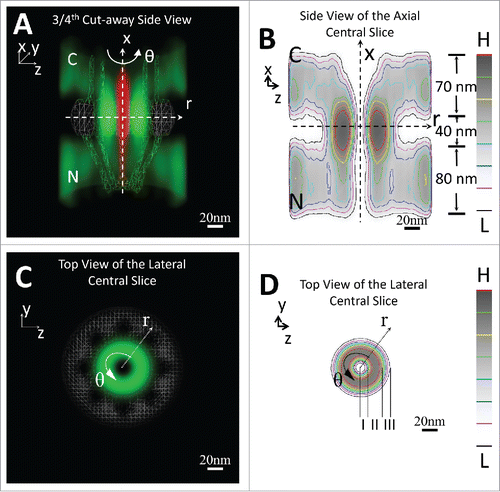 Figure 1. 3D Probability Density Map of the FG-Nups barrier in the native NPC. 3D probability density (green clouds) and heat maps of the FG-Nups barrier in the NPC superimposed on the NPC architecture (gray) are shown in both cut-away side view (A-B) and top view (C-D). The passive diffusion route (red clouds) is added in the side view to highlight the relative spatial locations of passive and facilitated diffusion pathways through the native NPC. Both the Cartesian (x, y, z) and cylindrical (x, r, θ) coordinates are shown for these 3D and slice views. Sub-regions in the FG-Nups barrier are labeled in (B) and (D). Red represents the highest density (H) and black the lowest (L) in the color column bar. N, the nucleoplasmic side of the NPC. C, the cytoplasmic side of the NPC. The figures are adapted from previous publicationCitation75 with permission.