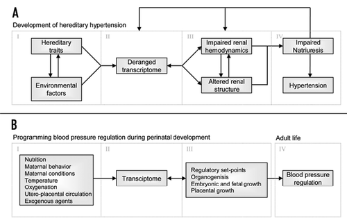 Figure 1 The proposed four components of development of hereditary hypertension (A) and how blood pressure regulation could be programmed during perinatal development (B).