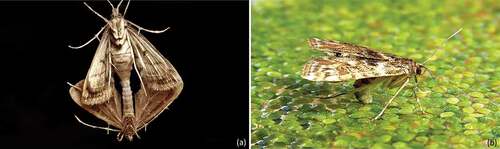 Figure 5. Mating phase (a), female moth in oviposition (b) (Photos by F. Mariani)