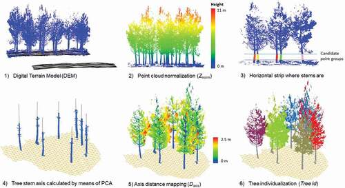 Figure 2. Workflow for the identification of tree stems prior to automatic estimation of di and h. 1) DEM generation 2) Point cloud normalization (Znorm) 3) Strip on the height normalized point cloud where the groups of candidate points likely to be tree stems are identified 4) Tree stem axes resulting from PCA analysis, where the PC1 is represented by a red line 5) Axis distance mapping of each tree (Daxis) 6) Tree individualization procedure, where all the points are labeled with a tree identifier (Tree Id)
